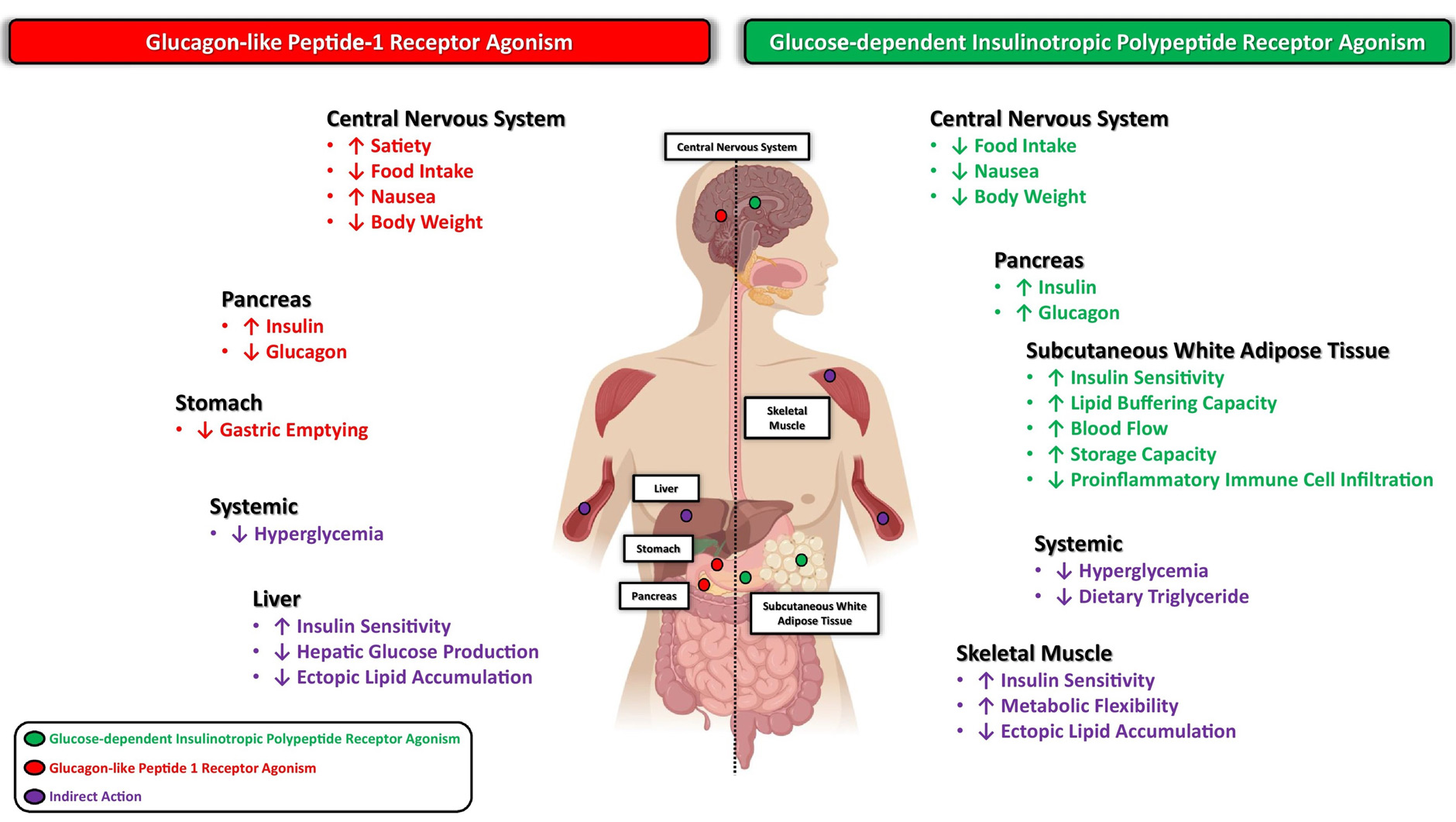 Dual-GLP-1-GIP-Receptor-Agonist