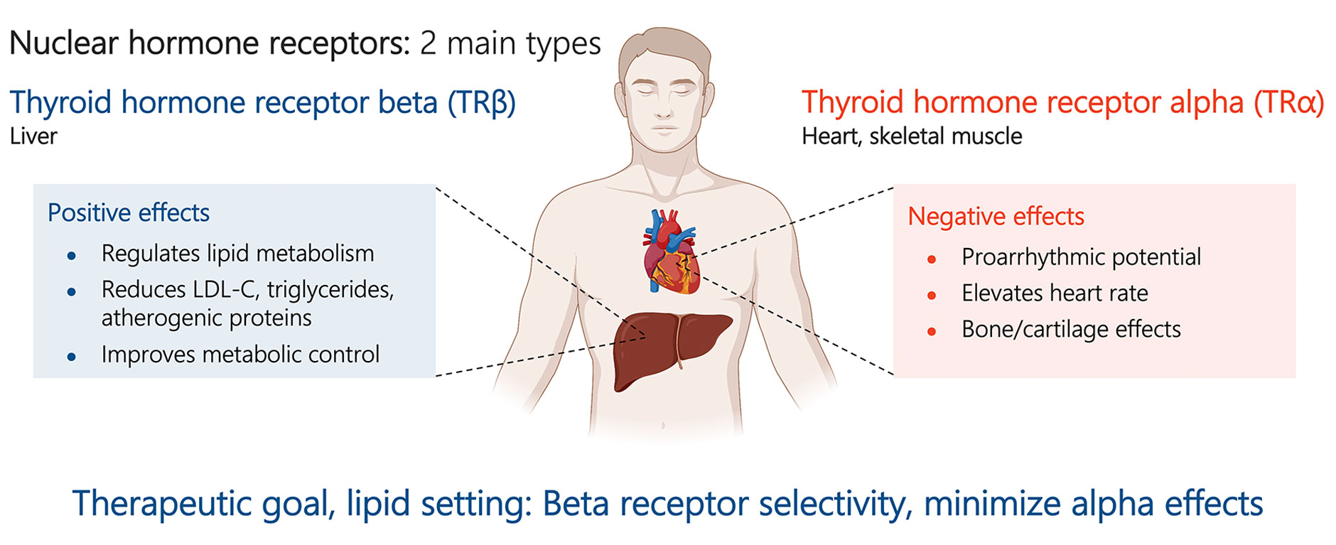 Thyroid-Hormone-Receptor-Overview